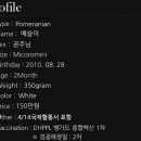 도그온리 이미지