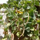 교항8리 이미지