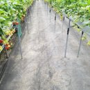 기룡농장 이미지