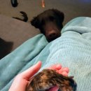 안녕고양이 이미지