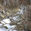 버들강아지 이미지