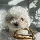 오아이펫강아지고양이