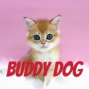 버디독 강아지분양 고양이분양 안심분양센터 인천점 이미지