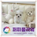 강아지분양 애견분양 퍼피플라워 중랑점 이미지