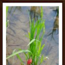 우렁각시 이미지