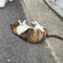 까델루뽀