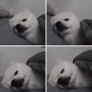 토아빈 이미지