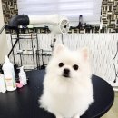 샵호텔 네이버블로그