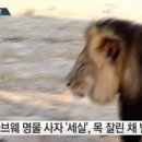 사자머리 이미지