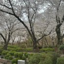 _나루터로2-14 | 사문진나루터 벚꽃 2026 대구 아이랑 화원동산 봄나들이 현재상황