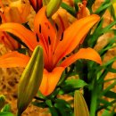 릴리플라워 이미지