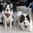 샤인아이안과동물병원 이미지