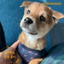 1869 | [❤️입양후기❤️] 1869.해봉 🐶