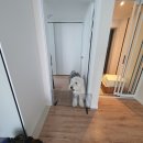 프라임 애견 이미지