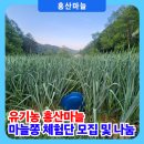 홍산농장 | [공지] 친환경 홍산마늘 마늘종 체험단 모집과 무료 나눔 합니다.