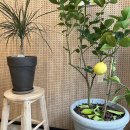 오렌지곰카페 이미지