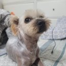 빅맨애견미용 이미지