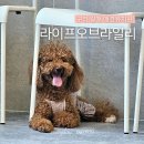 구리강아지유치원 라이프오브라일리