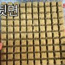 식물 발아용 덴마크 그로단(Grodan) 사용법 이미지