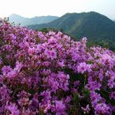 제1362차 새롬산악회 정기 산행 대구 비슬산(1,083m) 이미지