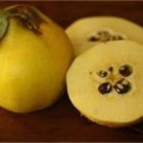 모과나무의 열매 - 이명 목과실(木瓜實), 철각리(鐵脚梨) 이미지