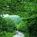 2018년5월 의왕청솔산악회 전남장성축령산 편백나무숲안내 이미지