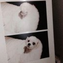 당구천하 | 나를 죽이지 못하는..어쩌구 고통 어쩌구..