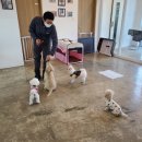 베이비독 이미지