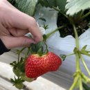 법곳길 | 고양 일산 딸기체험 다인이네 딸기농장 주말 방문 후기