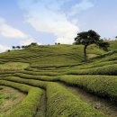 하동솔잎한우프라자 이미지