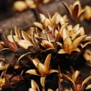 참중나무 이미지