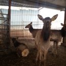 모후농장 이미지