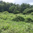 강화목장 이미지