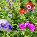 아네모네 이미지