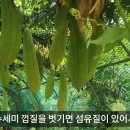 천연 수세미를 사용하는 국립달음산자연휴양림 이미지