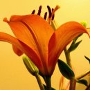 꿈꾸는 언덕 이미지