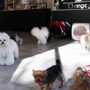 체인지펫샵 이미지