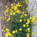 지천소공원 이미지