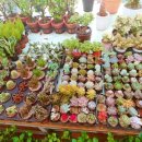 개나리꽃농원 이미지