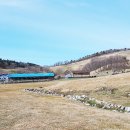 매음목장 | [ 평창가볼만한곳 ] 봄내음 풍기는 대관령 양떼목장