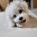 윈앤코 강아지 수제간식점 | 윈앤코강아지수제간식점 : 반려견 수제간식 ♩ 강아지간식