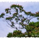 [긴글] 자귀 나무꽃 /한빛 이미지