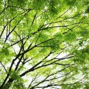 신록1로 이미지