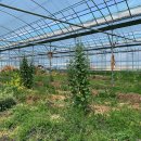 태옥 농장 이미지