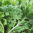 봉선농장 이미지