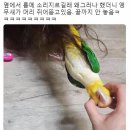 앵무새랑 머리채 잡고 싸움 이미지