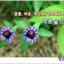 박영석농장 | 꿀풀, 와송, 개다래, 곰보배추 보러 성주 약초숲으로 방문 후기