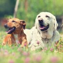 강아지 와요와요 이미지