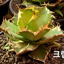 크렙
