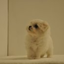 유올펫 강아지고양이 청주점 이미지